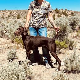 Sage - German Shorthaired Pointer