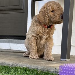 Goldendoodle Puppies from Heavenly Hilltop Farm