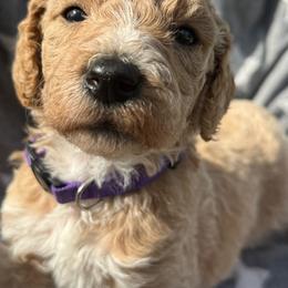 Oakley - Cream female Poodle puppy in Dayton, Washington from Country Sundance Poodles