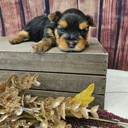 Ralphie - Blue and gold male Yorkshire Terrier puppy in Monticello, Iowa from Ashley’s Puppies