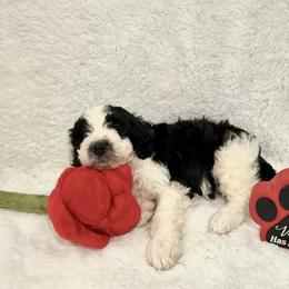 Hans - male Golden Mountain Doodle puppy in Victoria, Texas from Deidre's Doodles