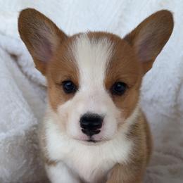 Cheeto - Red male Pembroke Welsh Corgi puppy in Beggs, Oklahoma from Blue Diamond Corgi’s
