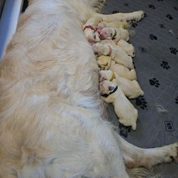 Green - Light golden male Golden Retriever puppy in Pendleton, Indiana from Heartland Creams Golden Retrievers