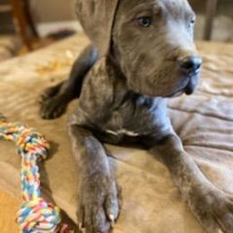 Cane Corso Puppies from Castlescorsos