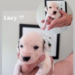 Lucy - White and black female Dalmatian puppy in Chehalis, Washington from Dalmatian Vacation