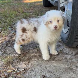 Daisy Duck - Red merle female Australian Shepherd puppy in Hammond, Louisiana from Gold Ring Australian Shepherds