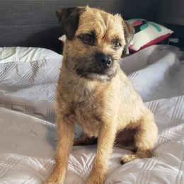 Border Terriers from Lake Effect Border Terriers