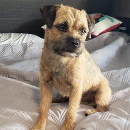Border Terriers from Lake Effect Border Terriers