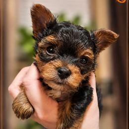 Huxley - Black and tan male Yorkshire Terrier puppy in Moses Lake, Washington from Harmony Hills Yorkies