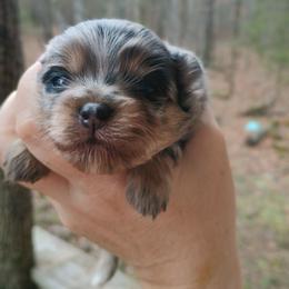 Blue girl - Blue merle female Pomeranian puppy in Parthenon, Arkansas from Michelle's Poms