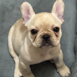 STAR - Cream female French Bulldog puppy in Eaton, Ohio from Highley’s  Frenchies