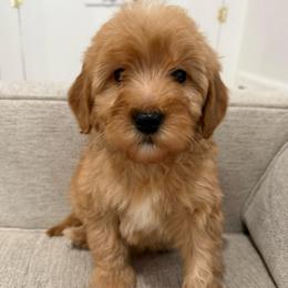 Black collar male - Apricot male Goldendoodle puppy in Ridgewood, New Jersey from Jessie’s Doodles