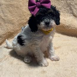 Posie - Parti female Goldendoodle puppy in Lancaster, Kentucky from Dream Paws Puppies, LLC