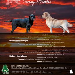 Labrador Retriever Puppies from Lothlorien Labradors