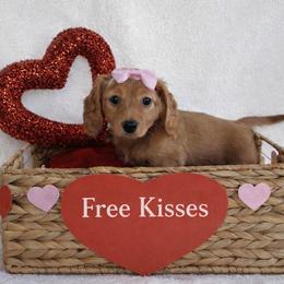 Peppermint Patty - Red female Dachshund puppy in Texarkana, Texas from Millys Pups