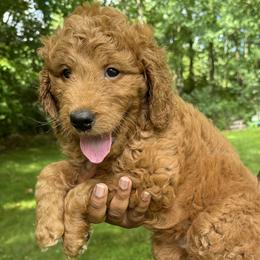 Aubie (purple) - Goldendoodle puppy from Derry Doodles NH