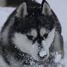 Siberian Huskies from Shinko Siberians