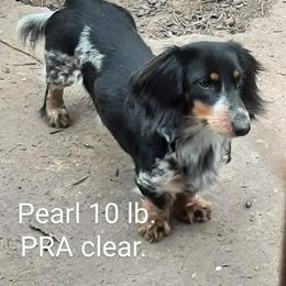 Pearl - Dachshund
