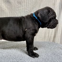 Freddie - Black male Neapolitan Mastiff puppy in Canyon, Texas from Mastini Della Forte