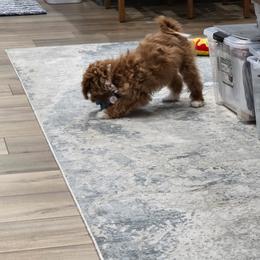Cavapoo, Cockapoo, Maltipoo, and Poodle Puppies from Heavenly Puppies to Love