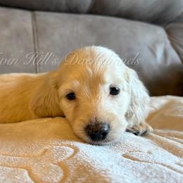 Doug - Cream male Dachshund puppy in Jonesboro, Illinois from Twin Hills Dachshunds