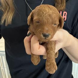 Drax - Red  male Poodle puppy in Cedar City, Utah from Precious Paws Ranch