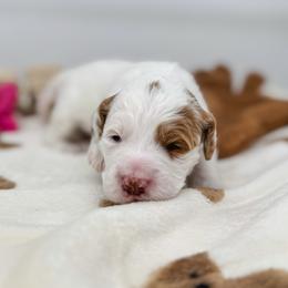 Yogi - Parti female Goldendoodle puppy in New Harmony, Indiana from Cottonwood Farms