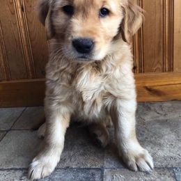 Golden Retriever Puppies from Bella Mia Goldens
