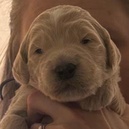 Ollie formally known as Prince Aladdin - Cream male Goldendoodle puppy in Puyallup, Washington from Dawnie’s Doodles