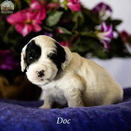 Doc - Black male Australian Labradoodle puppy in Cashmere, Washington from Mountain Home Doodles