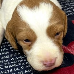 Pink girl 2 - Orange and white female Brittany puppy in Floyd Knobs, Indiana from Cross Creek Brittanys