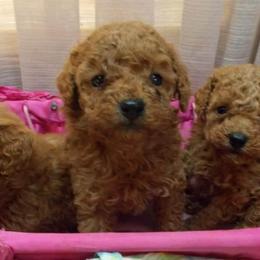 Poodle Puppies from Lowry Toy Poodles