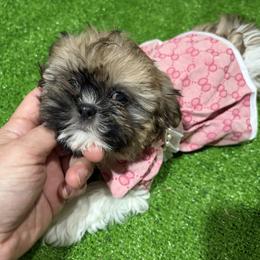 Hale - Black gold and white female Shih Tzu puppy in Bourne, Massachusetts from Shih Tzu Pups