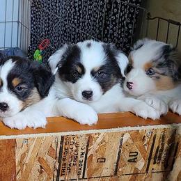 Australian Shepherd and Golden Retriever Puppies from Barking Creek Ranch