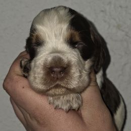 Eeyore - Tri-Roan female English Springer Spaniel puppy in Florida from Thunderbird Springers