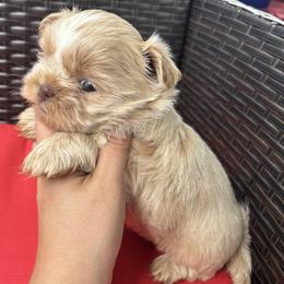 Shih Tzu puppies from Sunshine Shih Tzus