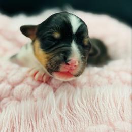 Tri female 1 - Black and tan female Pembroke Welsh Corgi puppy in Hale, Michigan from All Hale Corgis