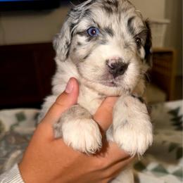 Maple - Blue merle female Aussiedoodle puppy in Seguin, Texas from Navarro Royal Pups