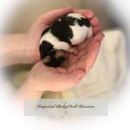 Biewer Terrier Puppies from Imperial BabyDoll Biewers