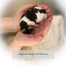 Biewer Terrier Puppies from Imperial BabyDoll Biewers