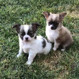 Chihuahua Puppies from Miller's Chihuahua
