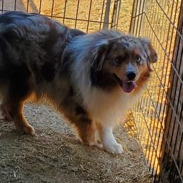 Cash - Miniature American Shepherd