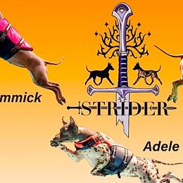 American Hairless Terriers from Strider’s American Hairless Terriers