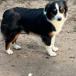 Oreo - Miniature American Shepherd