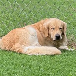 Koda - Golden Retriever