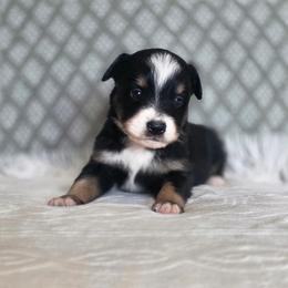 Whitman - Black tri male Miniature Australian Shepherd puppy in Killen, Alabama from Wilkers Wholehearted Mini Aussies