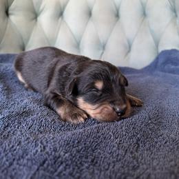 Girl 3 - Black tri-color female Australian Shepherd puppy in Bison, South Dakota from South Dakota Creekside Australian Shepherds