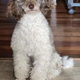 Poodles from A  Gift from above kennel,  LLC