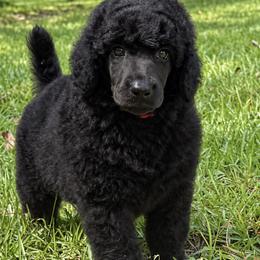 ( Admiral) Red Collar Male - Blue male Poodle puppy in Screven, Georgia from Dreamland Standard Poodles
