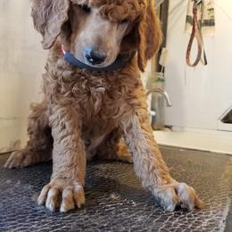 Poodle Puppies from Kokopelli Standard Poodles